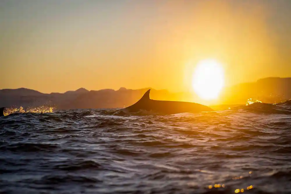 A whale's back rolling through gold water with the sun low behind it