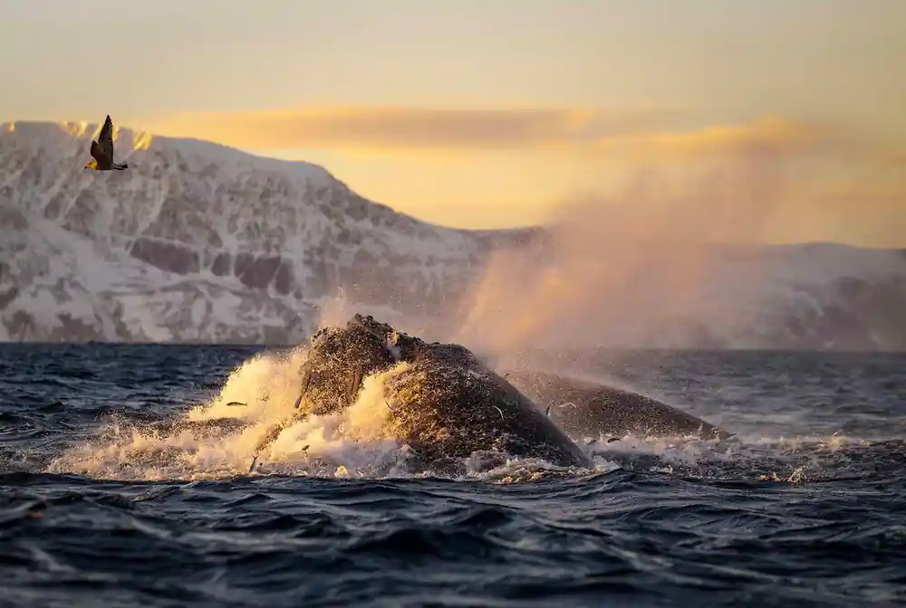 A whale surfacing in spray below dark cliffs at first light