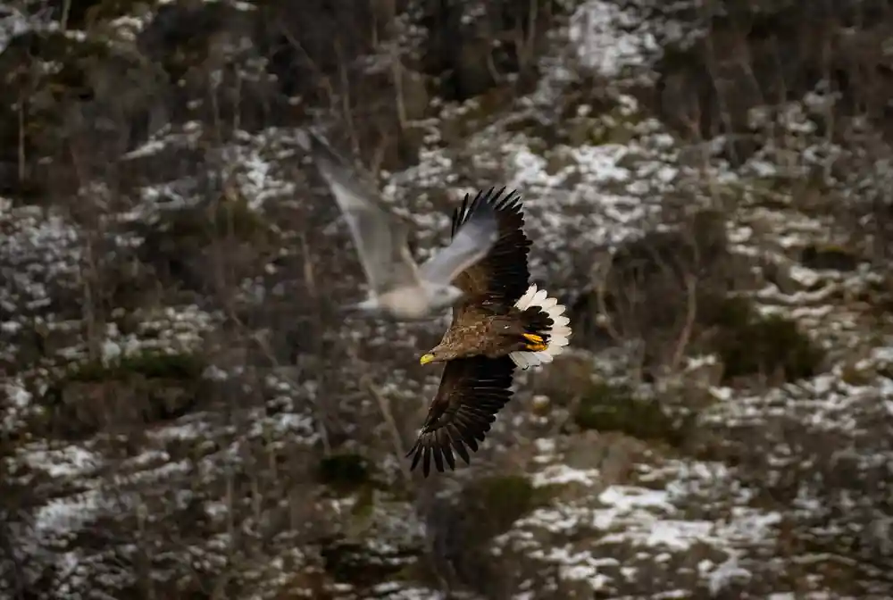 A white-tailed eagle flying low past a snow-covered shore